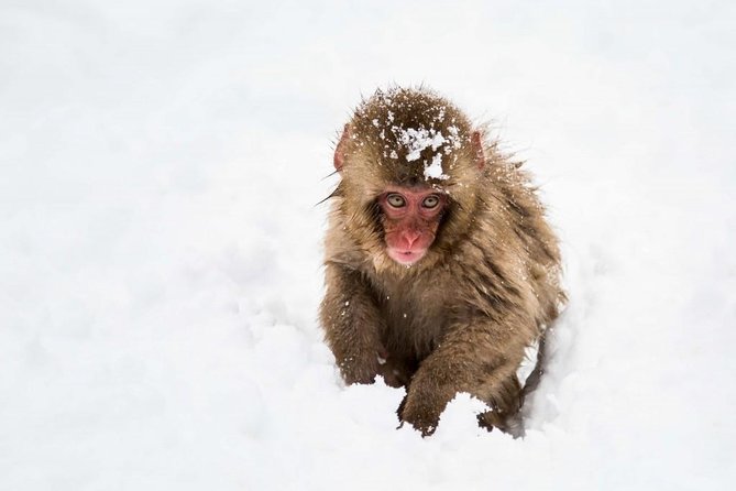 1-Day Snow Monkeys, Zenko-ji Temple & Sake in Nagano - Transport, timing, and group size