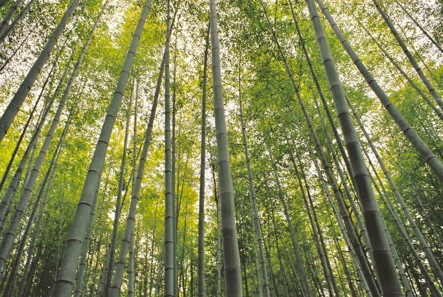 1-Day Tour from Nagoya: Hiking the Historic Nakasendo Trail - Magome: a livelier finish with time to browse