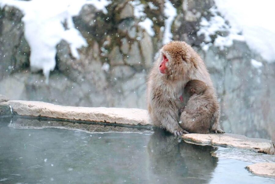1 Day Tour: Snow Monkeys & Snow Fun in Shiga Kogen - A warm finish at the cafe