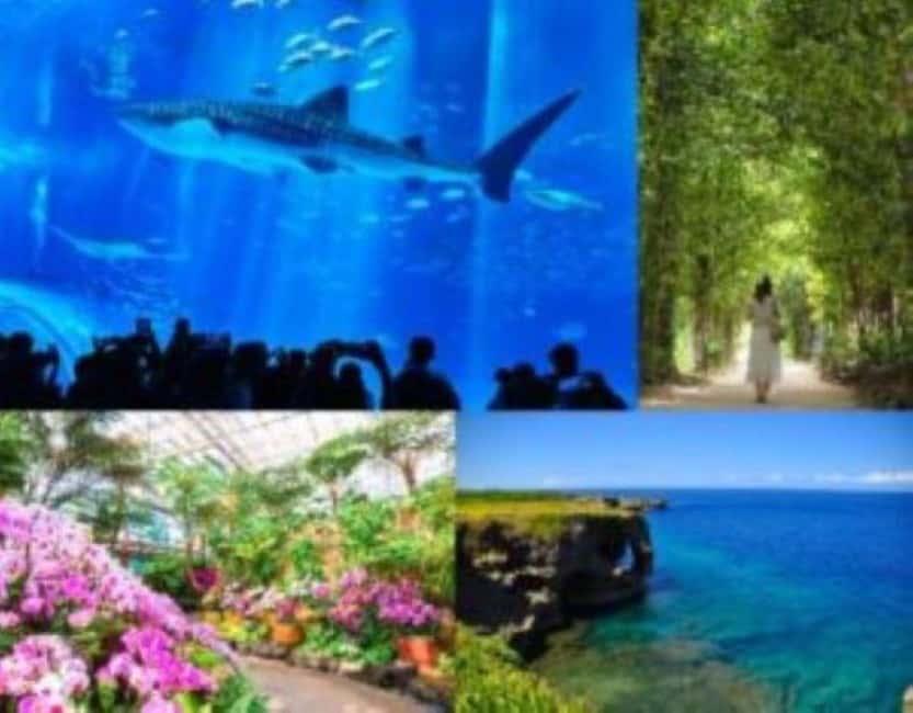 <1Dya Tour>Churaumi Aquarium, Cape Manzamo, American Village - Why this tour works for a first Okinawa visit