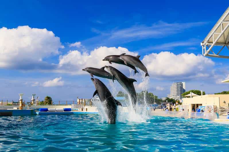 <1Dya Tour>Churaumi Aquarium, Cape Manzamo, American Village - Morning pickups from Naha and Chatan
