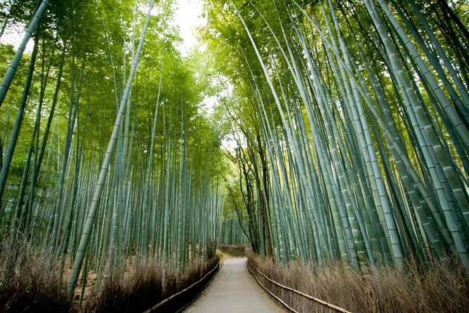 Afternoon Kyoto Bike Tour: Bamboo Forest, Monkeys & Hidden Spots - Key points to know before you book