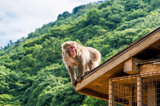 Afternoon Kyoto Bike Tour: Bamboo Forest, Monkeys & Hidden Spots - Why a bike is a smart way to see Arashiyama