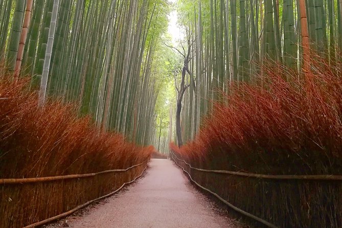 Afternoon Kyoto Bike Tour: Bamboo Forest, Monkeys & Hidden Spots - Price, group size, and what is included