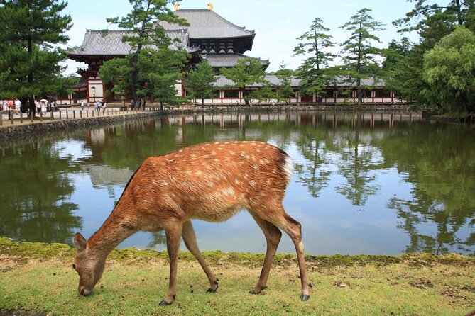 Ancient Capital Tour: Kyoto and Nara Highlights from Kyoto/Osaka - Kinkaku-ji: the Golden Pavilion in a compact visit