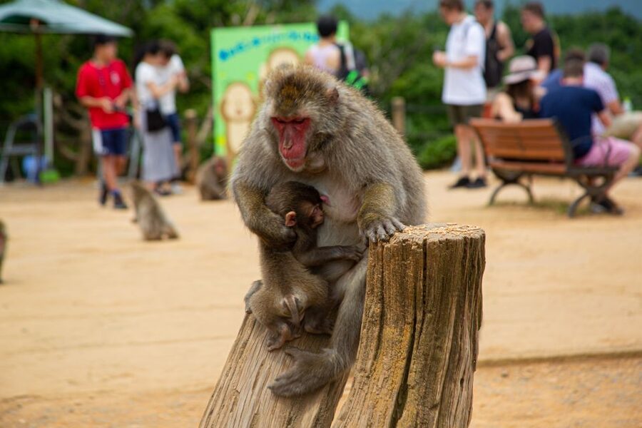 Arashiyama Bamboo, Temple, Monkeys, or Secret Sake Brewery - Option A: Togetsukyo Bridge to Monkey Park