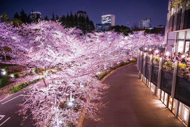Cherry Blossom Private Tour - Why a private car helps during cherry-blossom season
