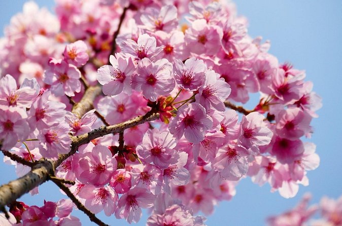 Cherry Blossom Private Tour - Roppongi adds a hilltop view