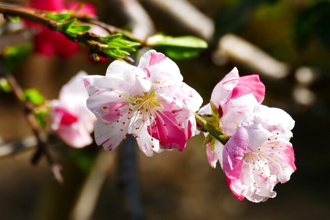 Cherry Blossom Private Tour - Guides and the private format