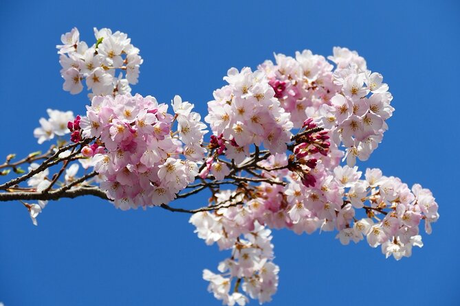 Cherry Blossom Private Tour - Water, snacks, and vehicle comfort