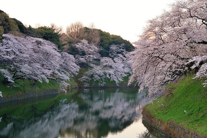 Cherry Blossom Private Tour - Akasaka offers a quieter photo break
