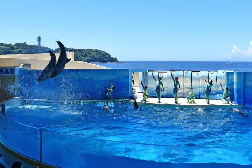 Enoshima Aquarium: Admission Ticket - Key Points