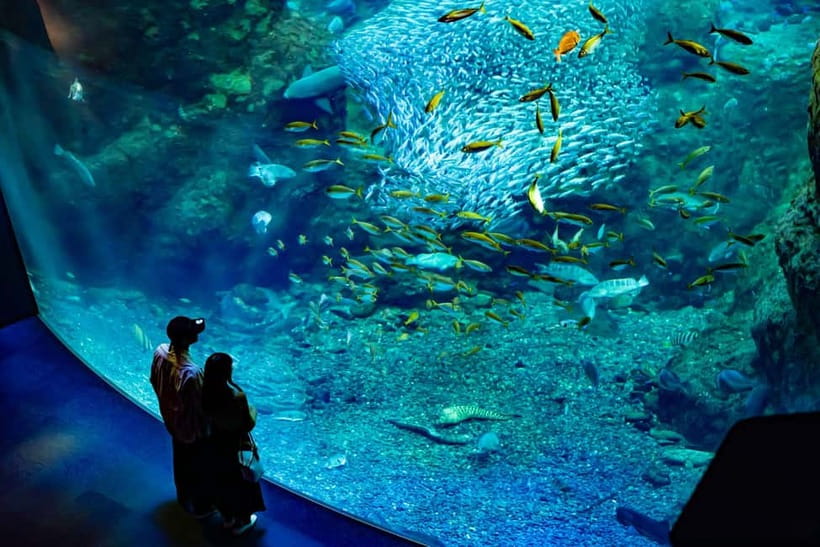 Enoshima Aquarium: Admission Ticket - Jellyfish, Marine Animals, and a Quieter Pace