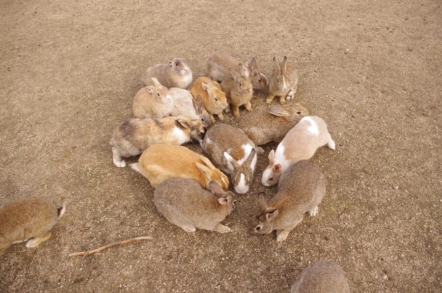 From Hiroshima: Rabbit Island and Takehara Town Tour - Why this Hiroshima day trip works