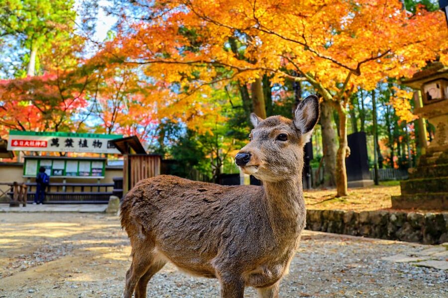 From Kyoto: Nara Guided Morning Tour - Returning to Kyoto on your own