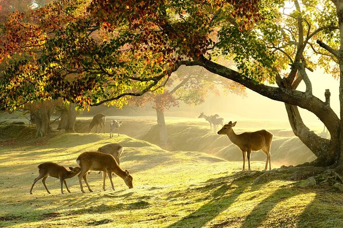From Kyoto: Nara History Guided Half Day Bus Tour with Lunch - Key points at a glance