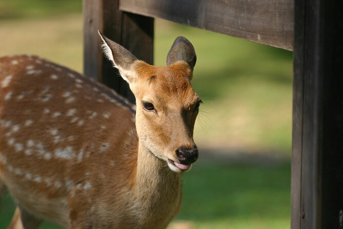 From Kyoto: Nara History Guided Half Day Bus Tour with Lunch - The journey to Nara: bus, train, or both