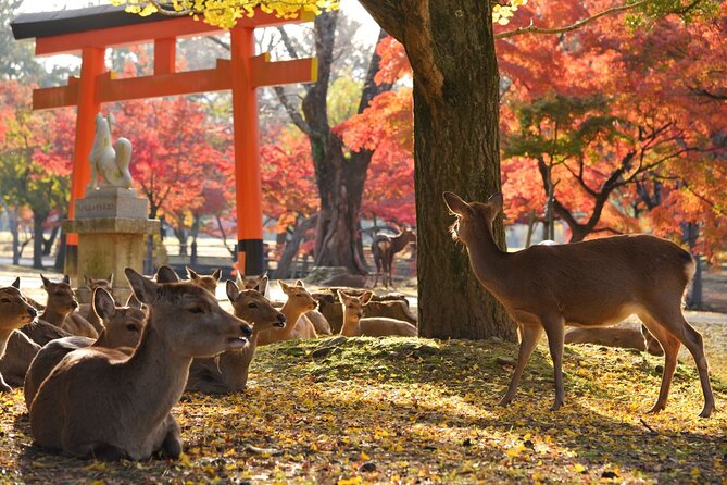 From Kyoto: Nara History Guided Half Day Bus Tour with Lunch - Nara Park and its charming deer