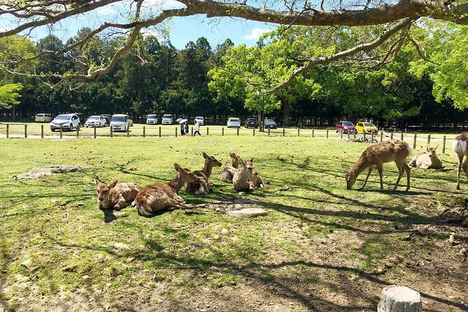 From Kyoto: Nara History Guided Half Day Bus Tour with Lunch - What the $77 price really covers