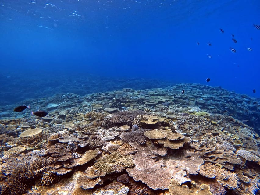 From Naha Scuba Diving Trip in Kerama(for certified divers) - Kerama’s clear water is the main event