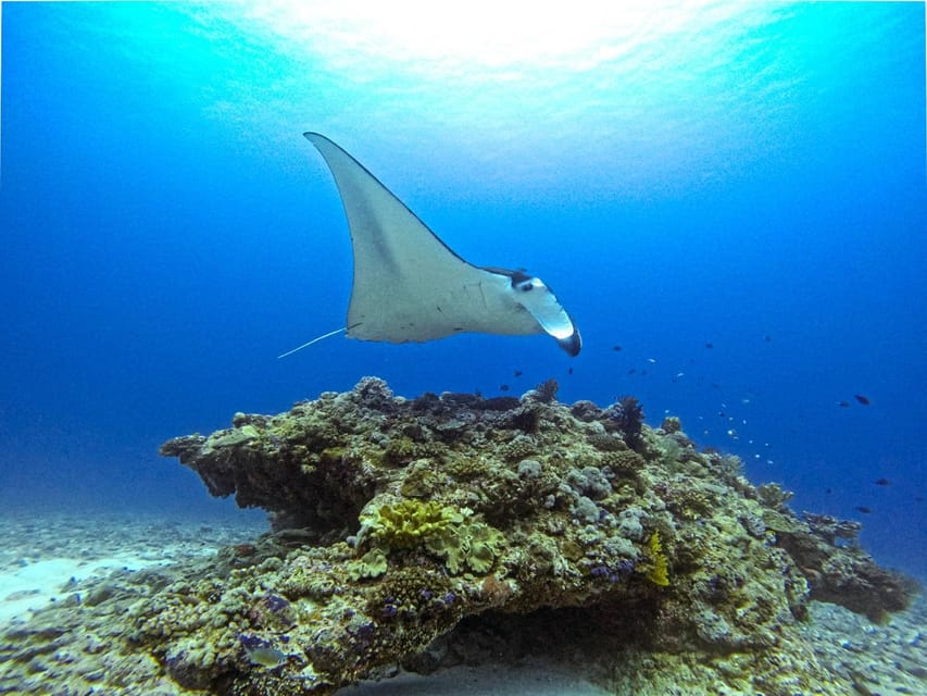 From Naha Scuba Diving Trip in Kerama(for certified divers) - Lunch on the boat, with one important catch