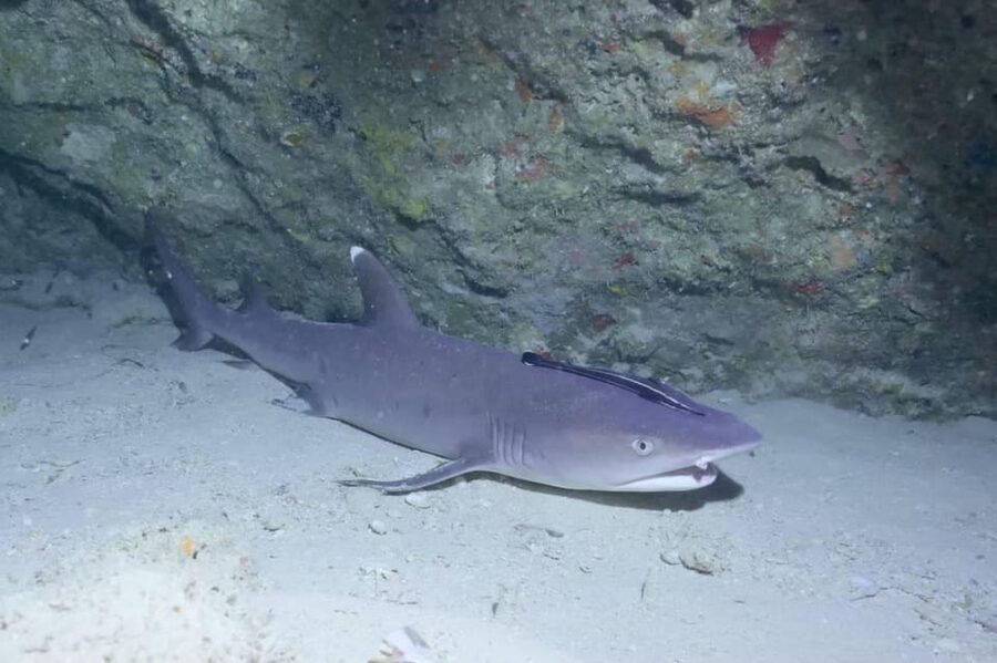 From Naha Scuba Diving Trip in Kerama(for certified divers) - Is the third session worth 5,500 yen?