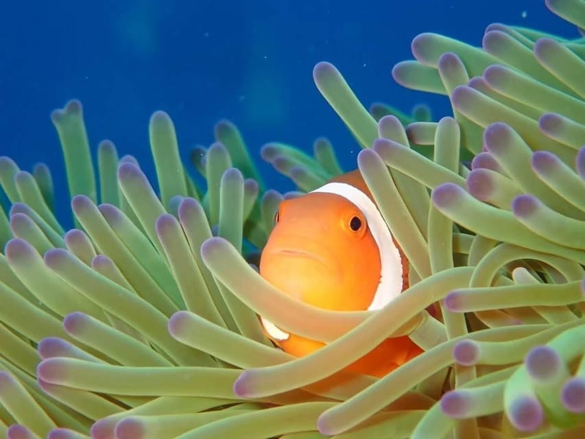 From Naha Scuba Diving Trip in Kerama(for certified divers) - The early pickup sets the pace