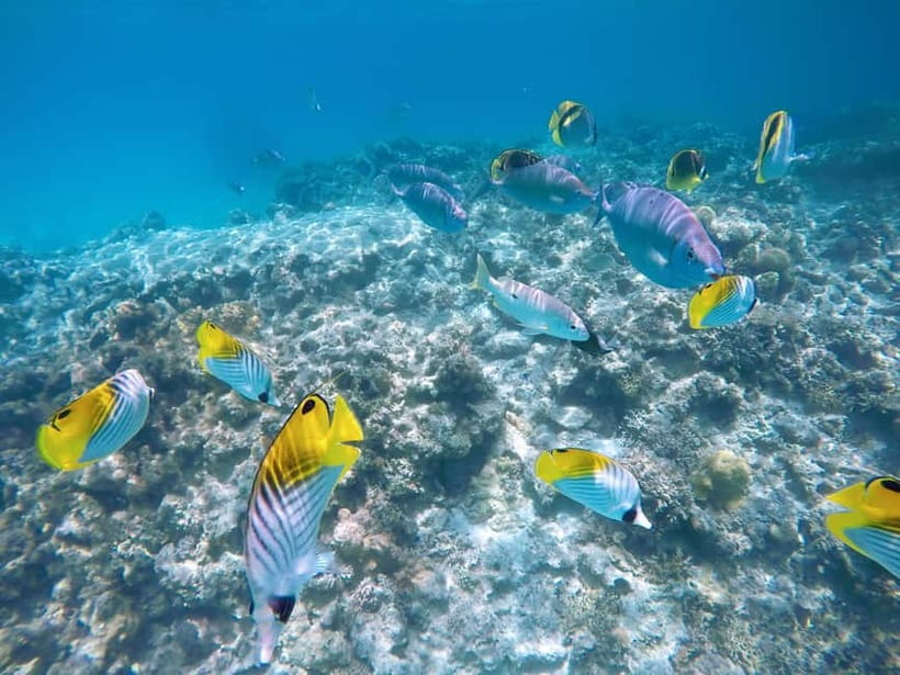 From Naha: Tokashiki Island Day Trip by Boat - Choosing between Aharen Beach and Tokashiku Beach
