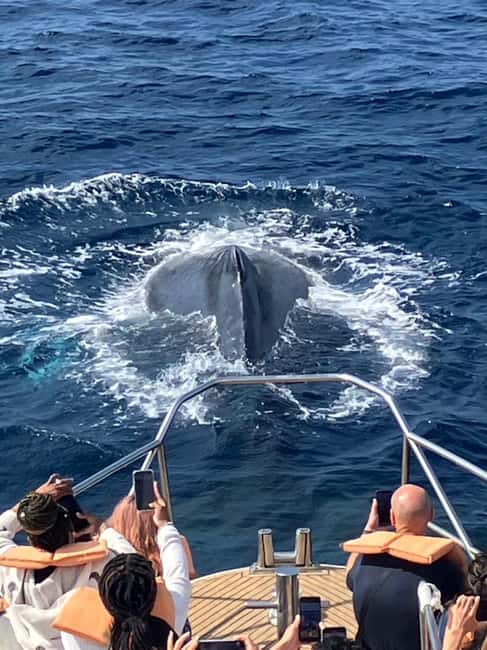 From Naha: Whale Watching with Pickup and English Guide - Why Okinawa is a good place to search for humpbacks