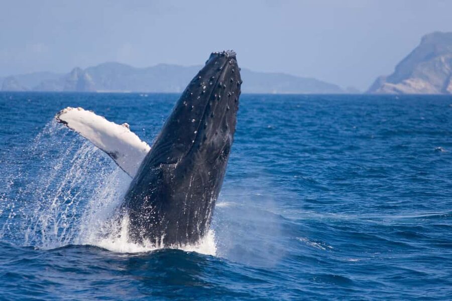 From Naha: Whale Watching with Pickup and English Guide - What happens during the three-hour cruise