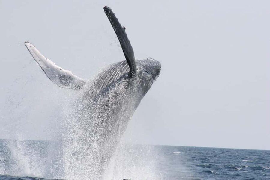 From Naha: Whale Watching with Pickup and English Guide - How much help will you get in English?