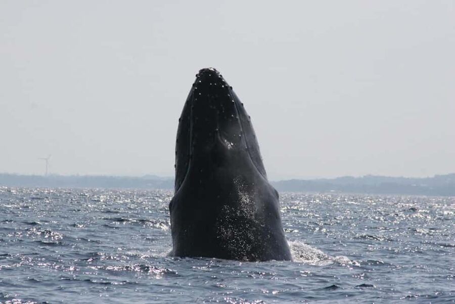 From Naha: Whale Watching with Pickup and English Guide - Boat comfort, crowding, and safety