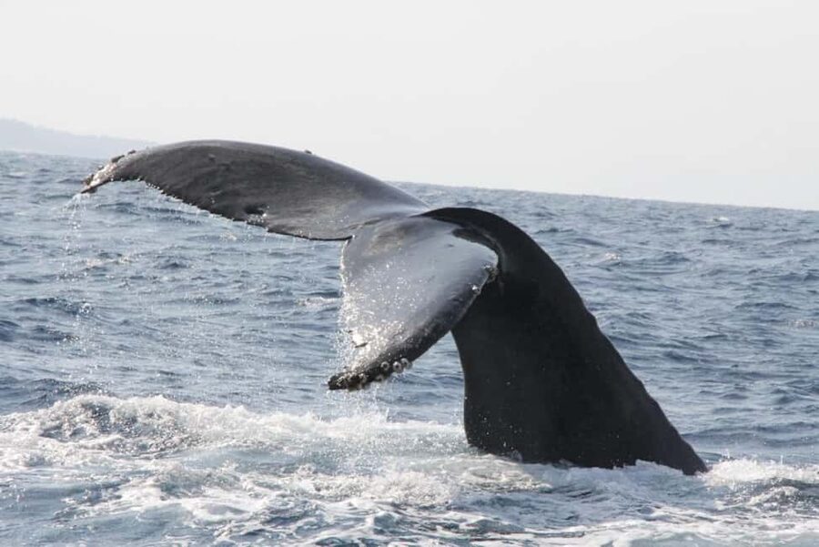 From Naha: Whale Watching with Pickup and English Guide - The real value of the $30 price