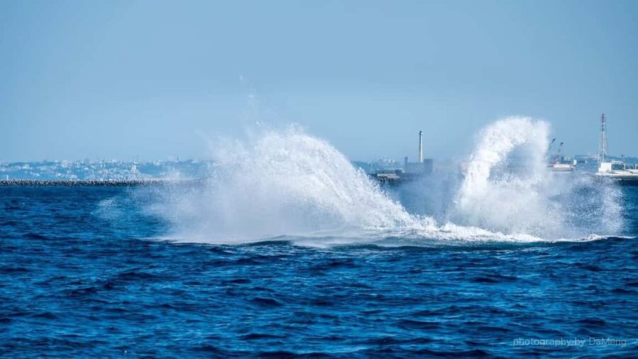From Naha: Whale Watching with Pickup and English Guide - Port check-in and Naha pickup times