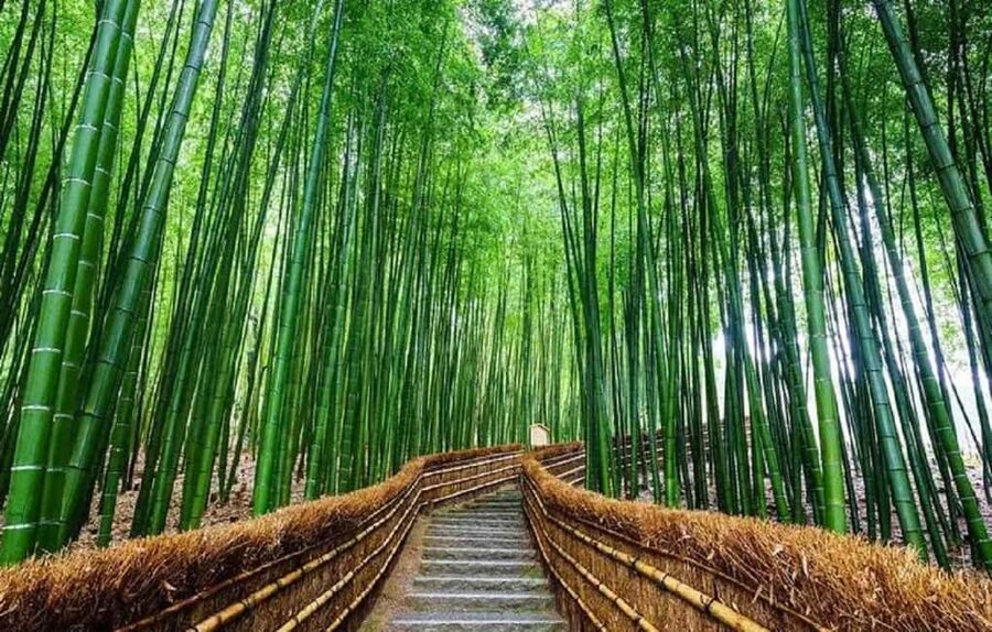 From Osaka: Kyoto, Nara, Fushimi Inari & Arashiyama Day Tour - The Sagano Romantic Train and its extra cost