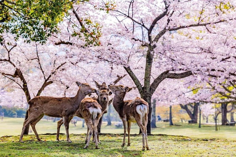 From Osaka: Nara Deer & Kyoto Kiyomizudera Sightseeing Tour - Nara Park and the deer