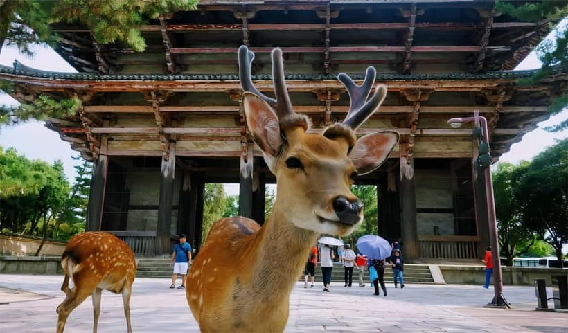 From Osaka: Nara Deer & Kyoto Kiyomizudera Sightseeing Tour - Kiyomizudera and the old Kyoto lanes
