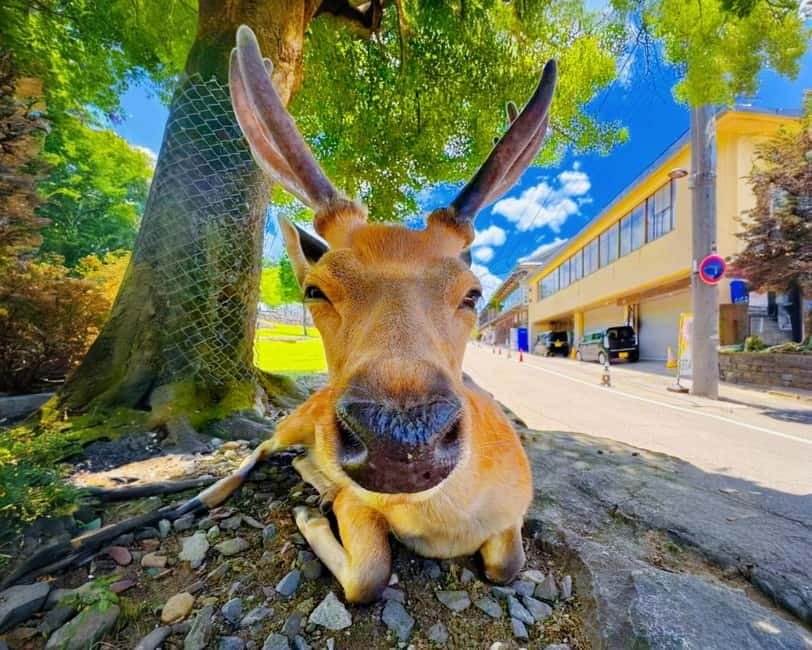 From Osaka: Nara Deer & Kyoto Kiyomizudera Sightseeing Tour - Starting in Osaka: get the meeting details right