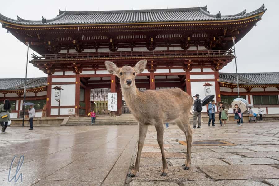 From Osaka: Nara, Kiyomizu-dera & Fushimi Inari Trip - Meeting Nara’s deer in a park setting