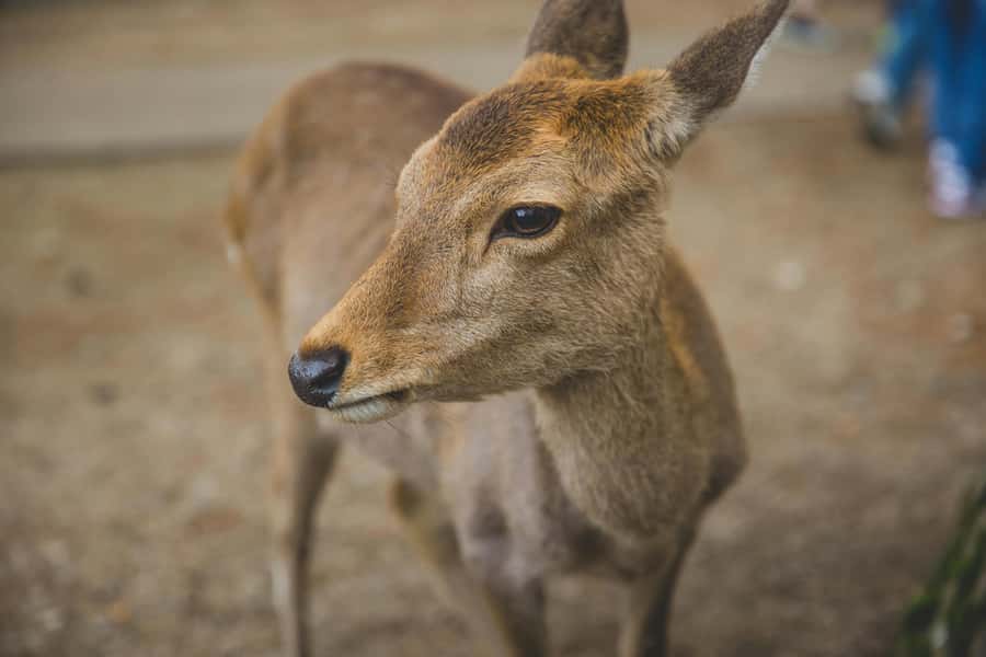 From Osaka: Nara, Kiyomizu-dera & Fushimi Inari Trip - My booking advice