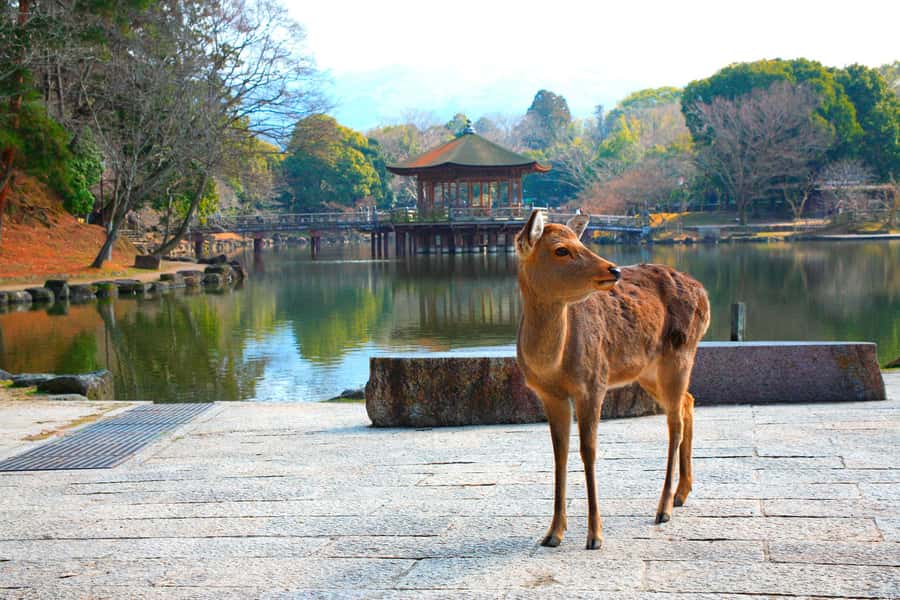 From Osaka: Nara, Kiyomizu-dera & Fushimi Inari Trip - Kiyomizu-dera and the view from its wooden stage