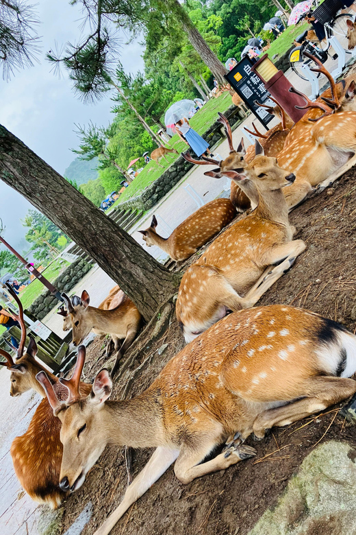 From Osaka: Nara Private Tour with Meet-Up at Your Hotel - Higashimuki Shopping Street: a useful first look