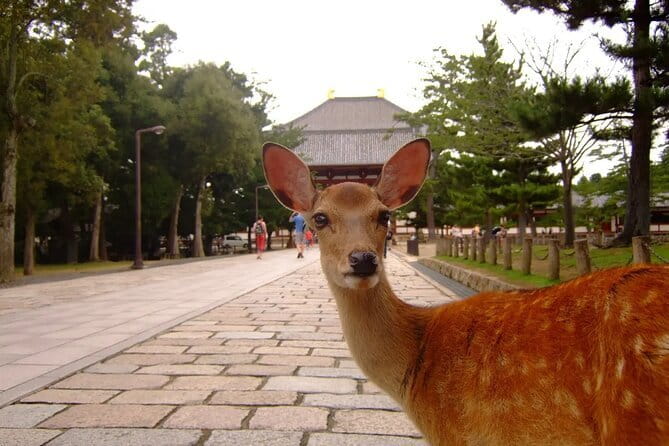 From Osaka or Kyoto: Kyoto and Nara 1-Day Bus Tour - The guide can make or break the day