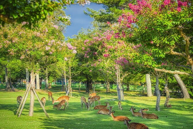 From Osaka or Kyoto: Kyoto and Nara 1-Day Bus Tour - Nara Park and Todaiji, the day’s biggest wow