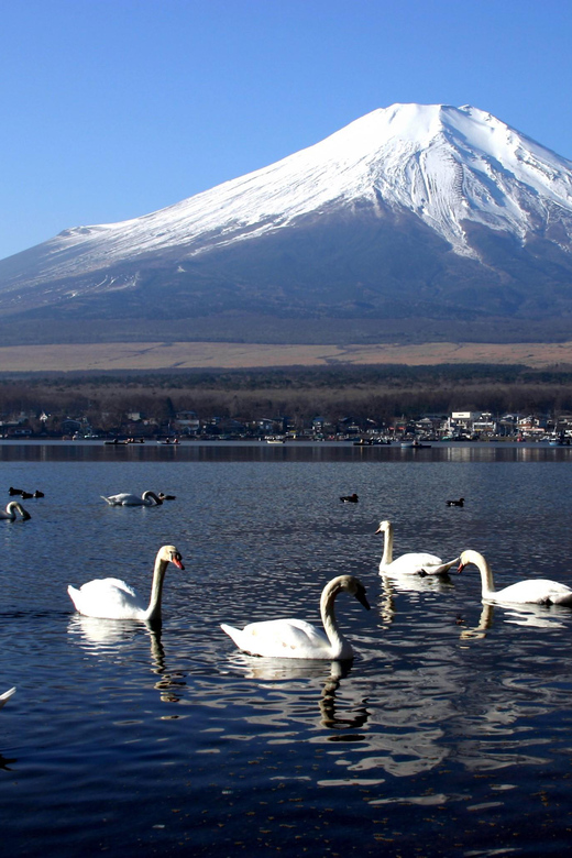 From Tokyo: Fuji Mountain Area - FujiQ - Lake Kawaguchiko - Chureito Pagoda - FujiQ Highland for groups with different tastes