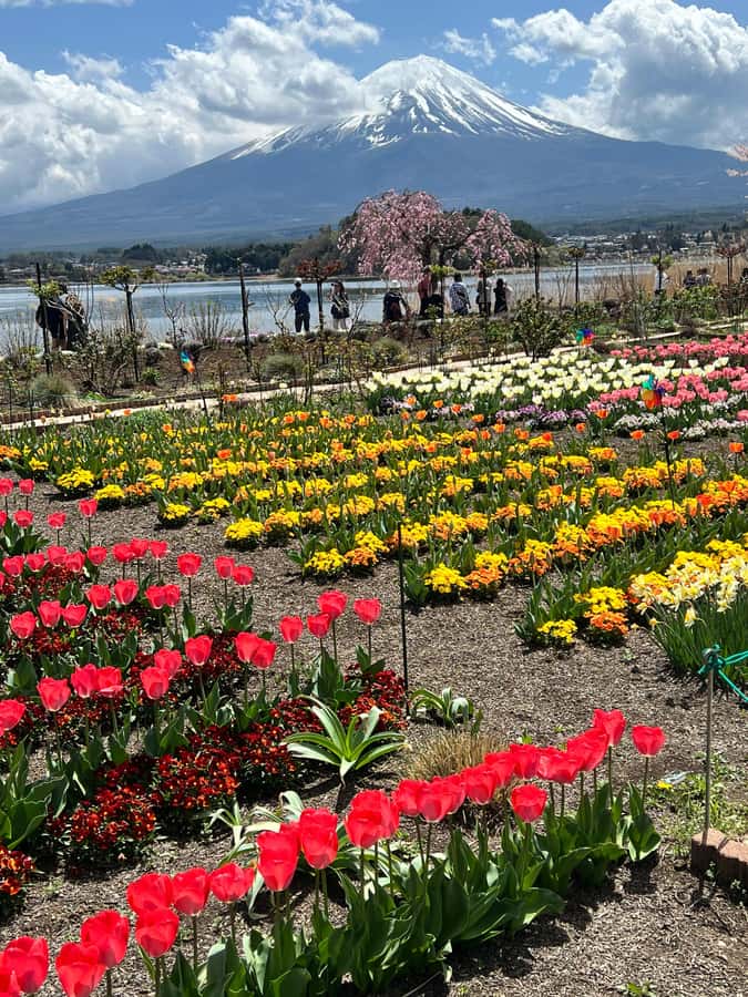 From Tokyo: Mount Fuji and Hakone Private Day Trip - Hakone National Park and the sulfur vents of Owakudani