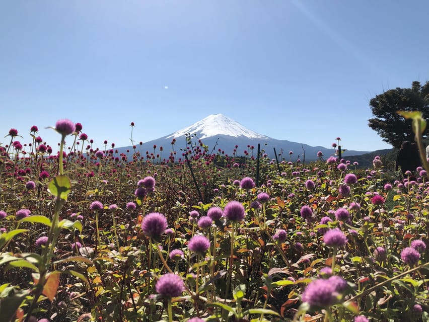 From Tokyo: Mount Fuji, Cruise and Sake Tour - A local sake lesson at Ide Brewery