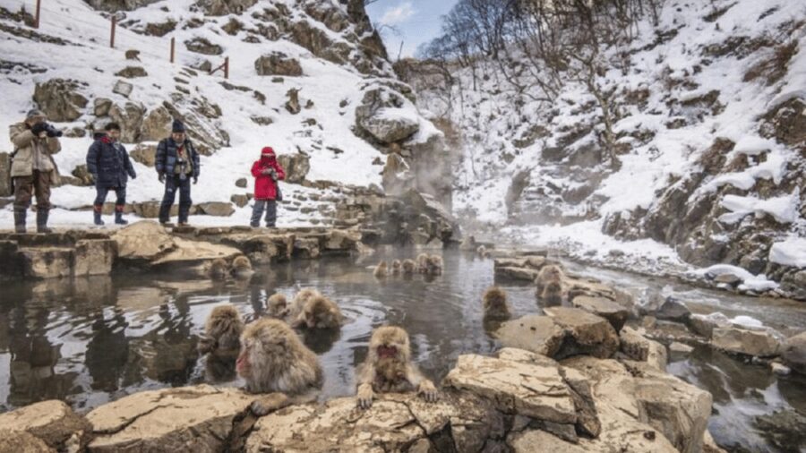 From Tokyo: Private Tour Snow Monkey Park & Zenko-ji Temple - Key points to know before booking