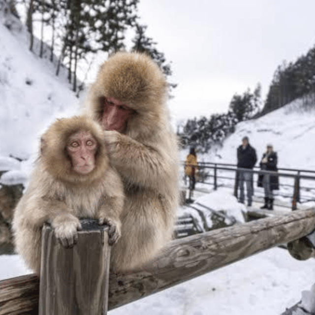 From Tokyo: Private Tour Snow Monkey Park & Zenko-ji Temple - How to make the day work better