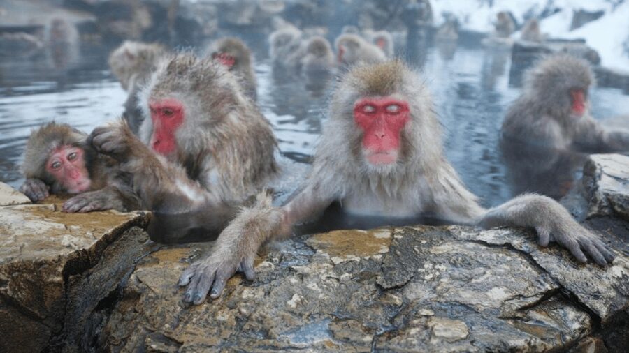 From Tokyo: Private Tour Snow Monkey Park & Zenko-ji Temple - A very long day from Tokyo to Nagano